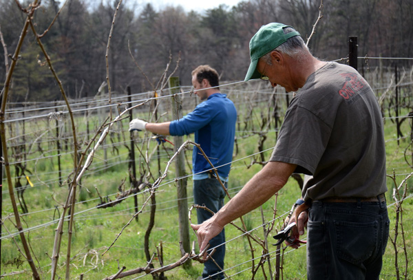 Early Spring Pruning at Mount Nittany Vineyard