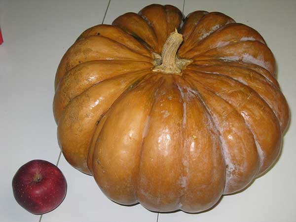 Pumpkins - not just for pies and front stoops anymore