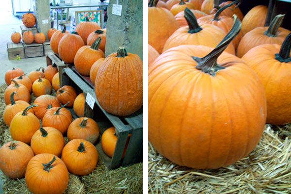 Pumpkin and Gruyere Fondue