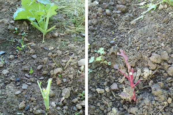 Rabbit vs. Gardener