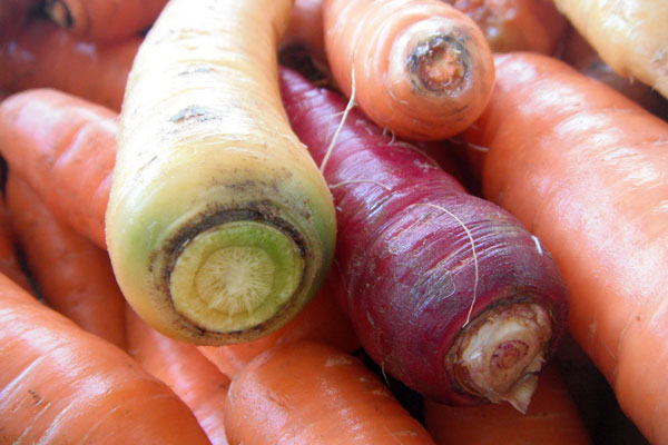 Field Notes: Rainbow Carrots in November