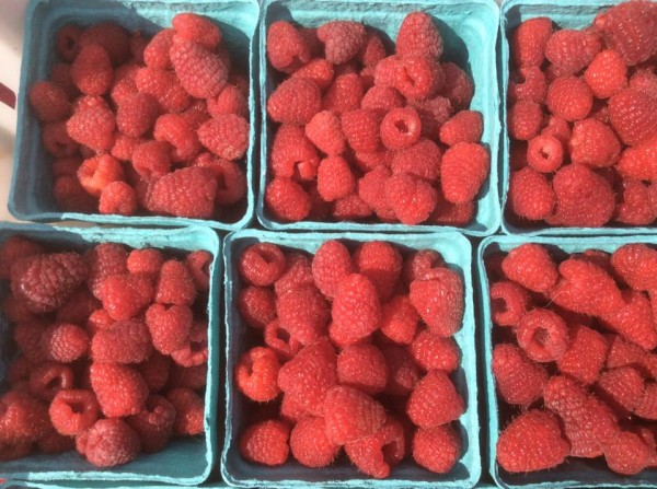 Pick your favorite berries and discover new ones at Bee Tree Berry Farm