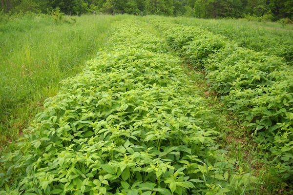 Unpaid Field Hand: Name this Crop