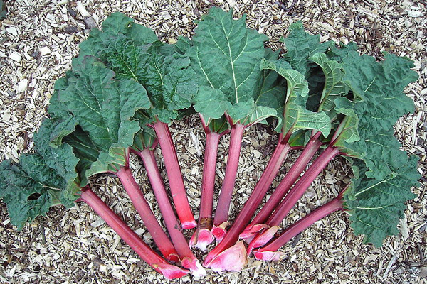 Rhubarb Recipe Contest