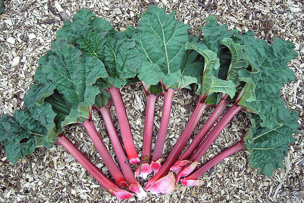 Celebrate spring and think of summer with a rhubarb mojito