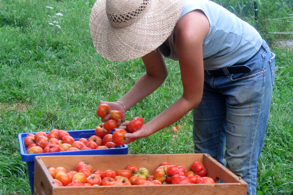 Field Notes and a Recipe for Pan-Fried Green Tomatoes