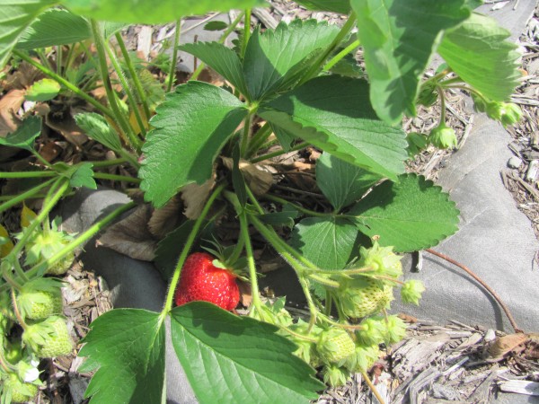 Strawberry time is just around the corner