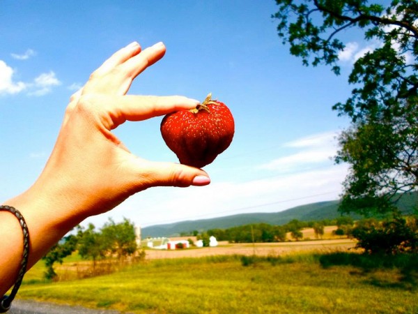 What to do with all those strawberries