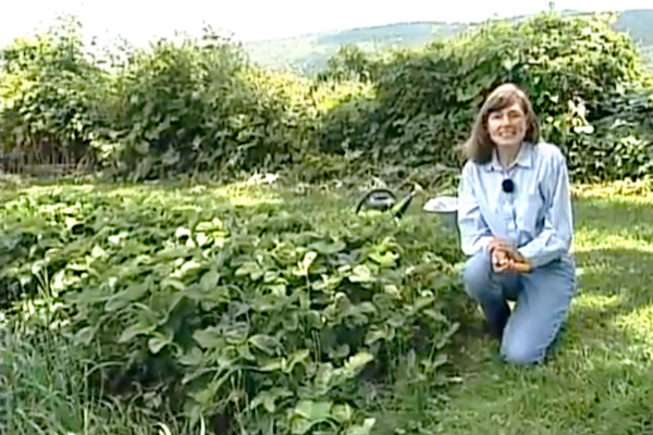 Three Minute Gardener: How to Renovate a Strawberry Patch