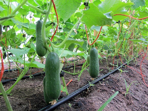 Summer Field Notes + Recipe for Cucumber Salad with Mint and Feta