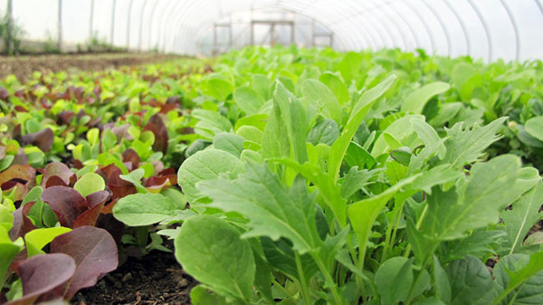 Early spring is salad time at indoor farmers markets