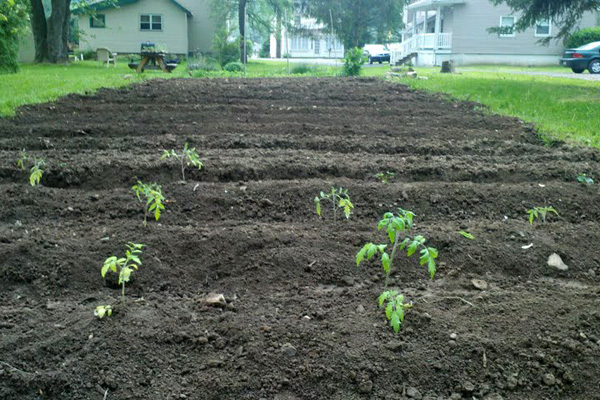 How to Transplant Tomatoes Now for Great Harvests Later