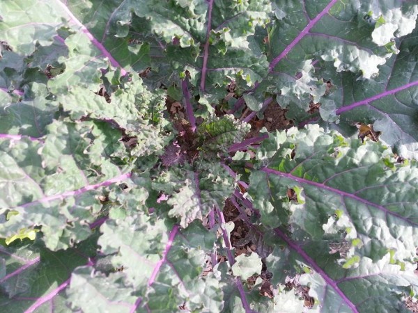 Able to take a freeze, hardy kale supplies fresh garden greens well into fall/early winter