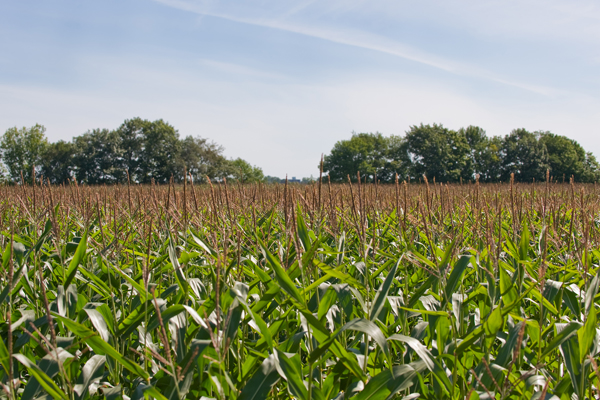 Wet Spring Impacts Farmers