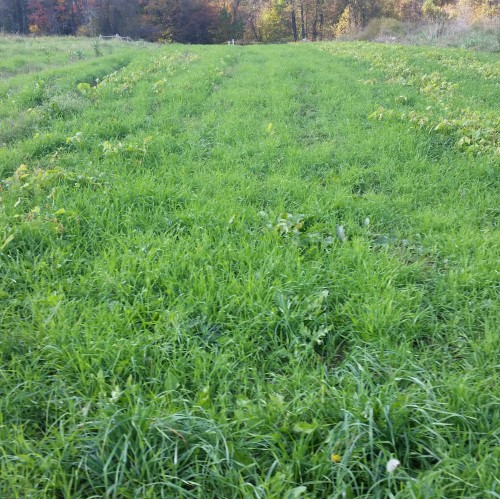 Vetch Rye WPSU / Local Food Journey
