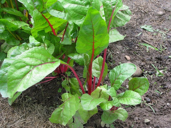 Three great (and easy) Thanksgiving sides recipe, part 1: SautÃ©ed Swiss chard